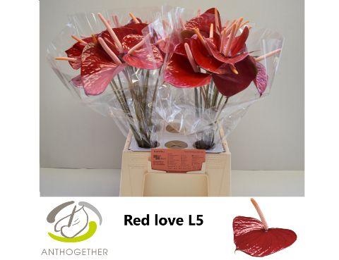 Anthurium (Andreanum Grp) 'Red Love'