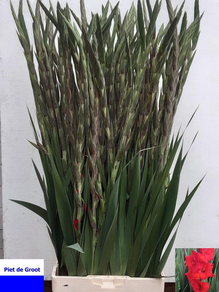 Gladiolus (Large-flowered Grp) 'Collins'