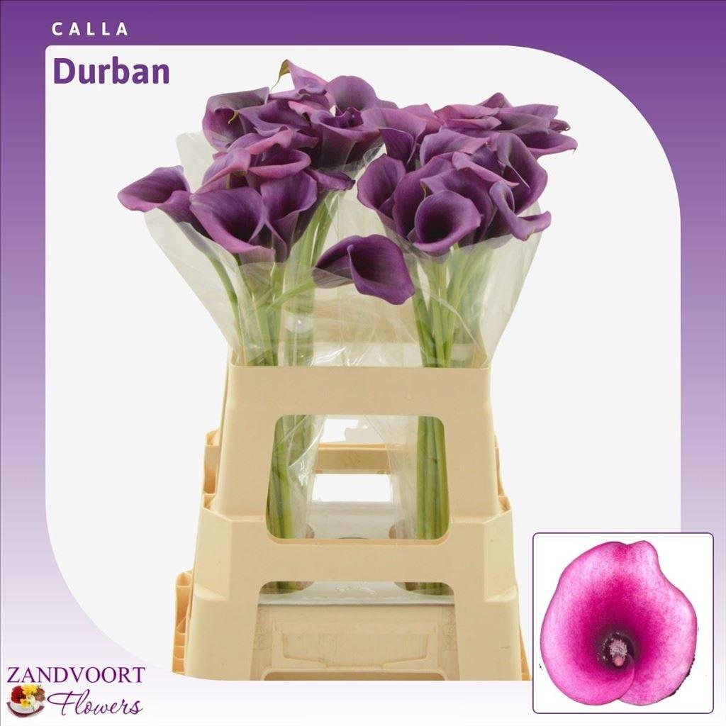 Zantedeschia Durban