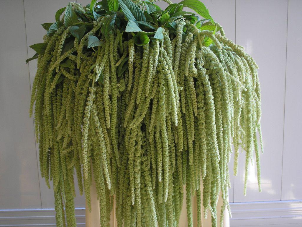 Amaranthus caudatus 'Viridis'