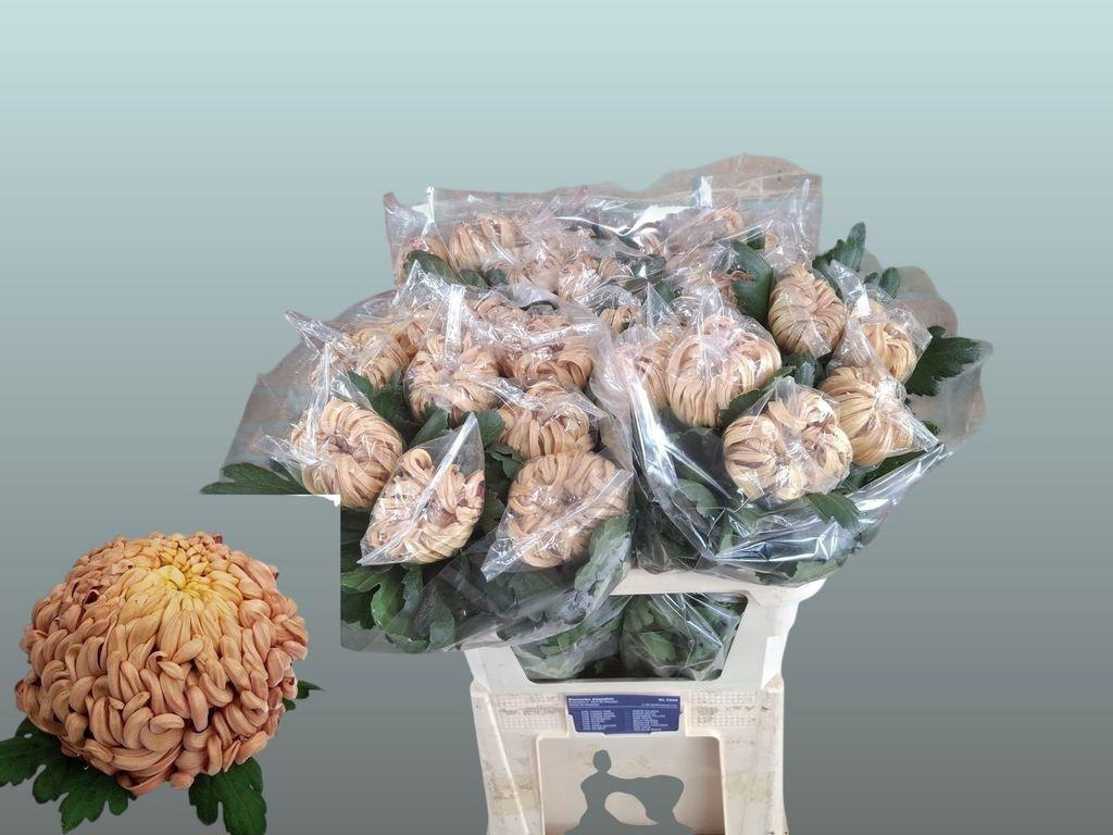 Chrysanthemum (Indicum Grp) geplozen 'Vienna Copper'