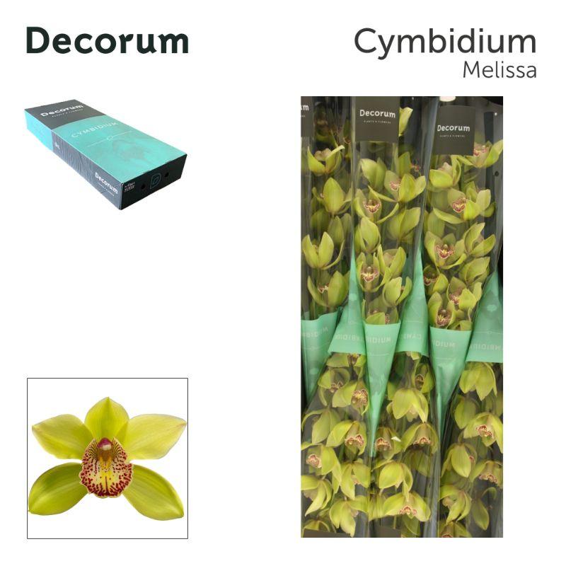 Cymbidium grootbloemig Honey Green 'Melissa'