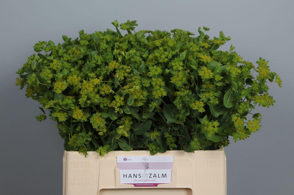 Bupleurum rotundifolium