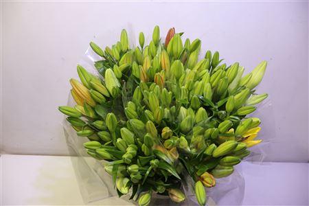 Lilium (LA-hybrids Grp) gemengd in fust