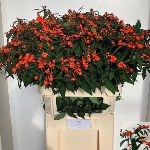 Euphorbia fulgens vertakt 'Queen of Orange'