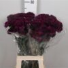 Dianthus standaard overig