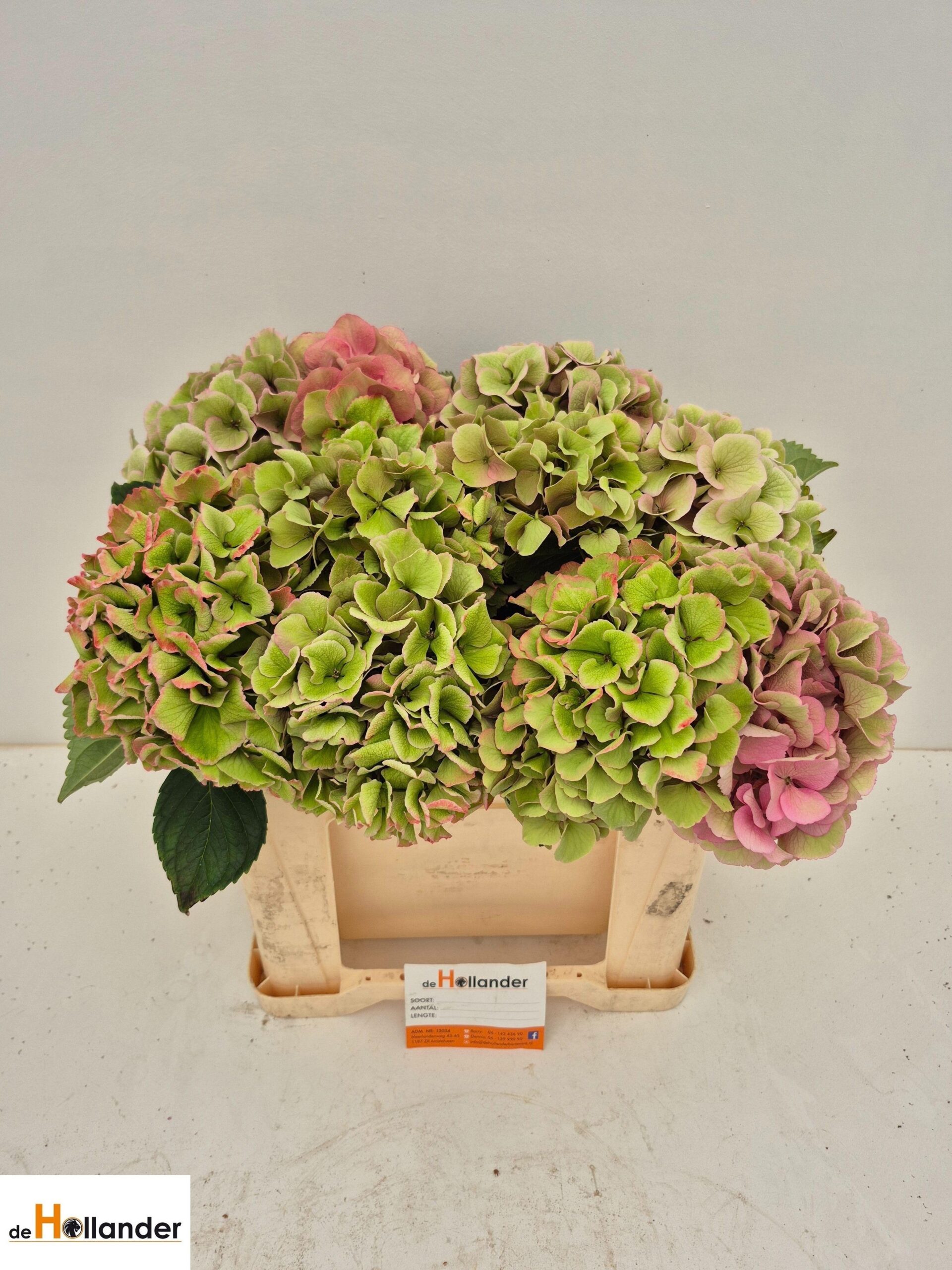 Hydrangea macrophylla Royal Love (classic)