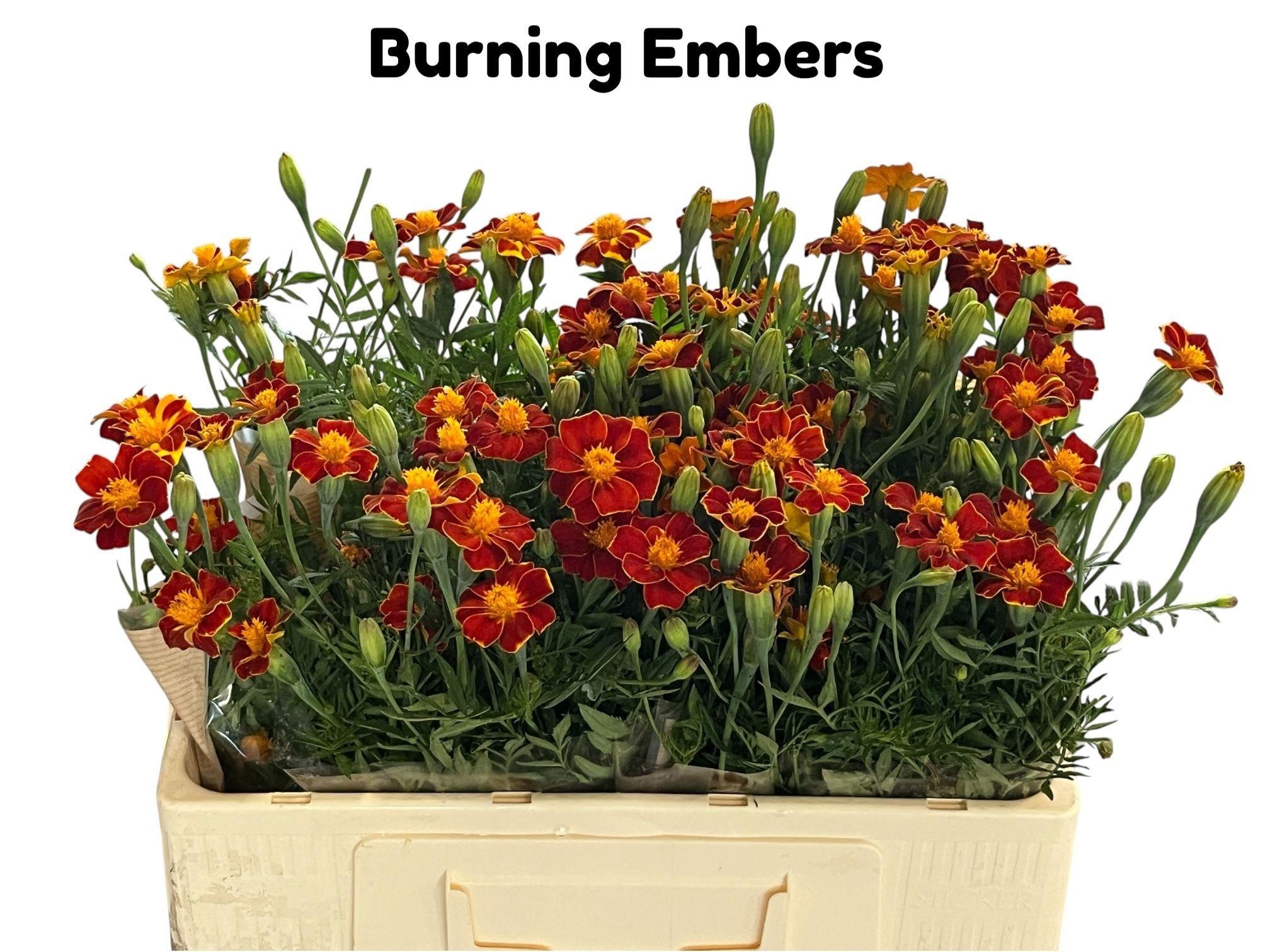 Tagetes overig