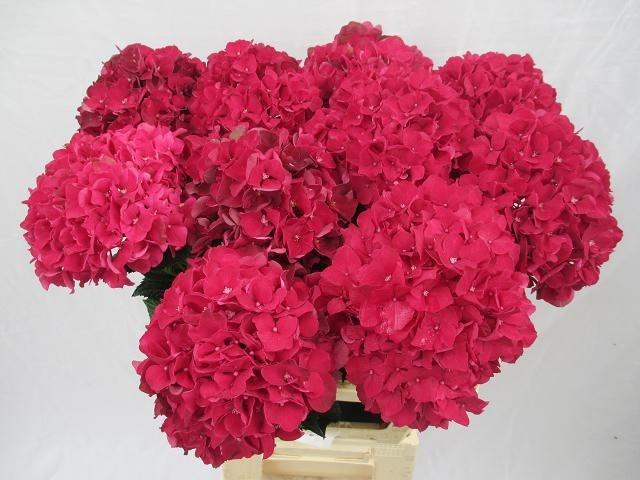 Hydrangea macrophylla Magical Rubyred (rood)