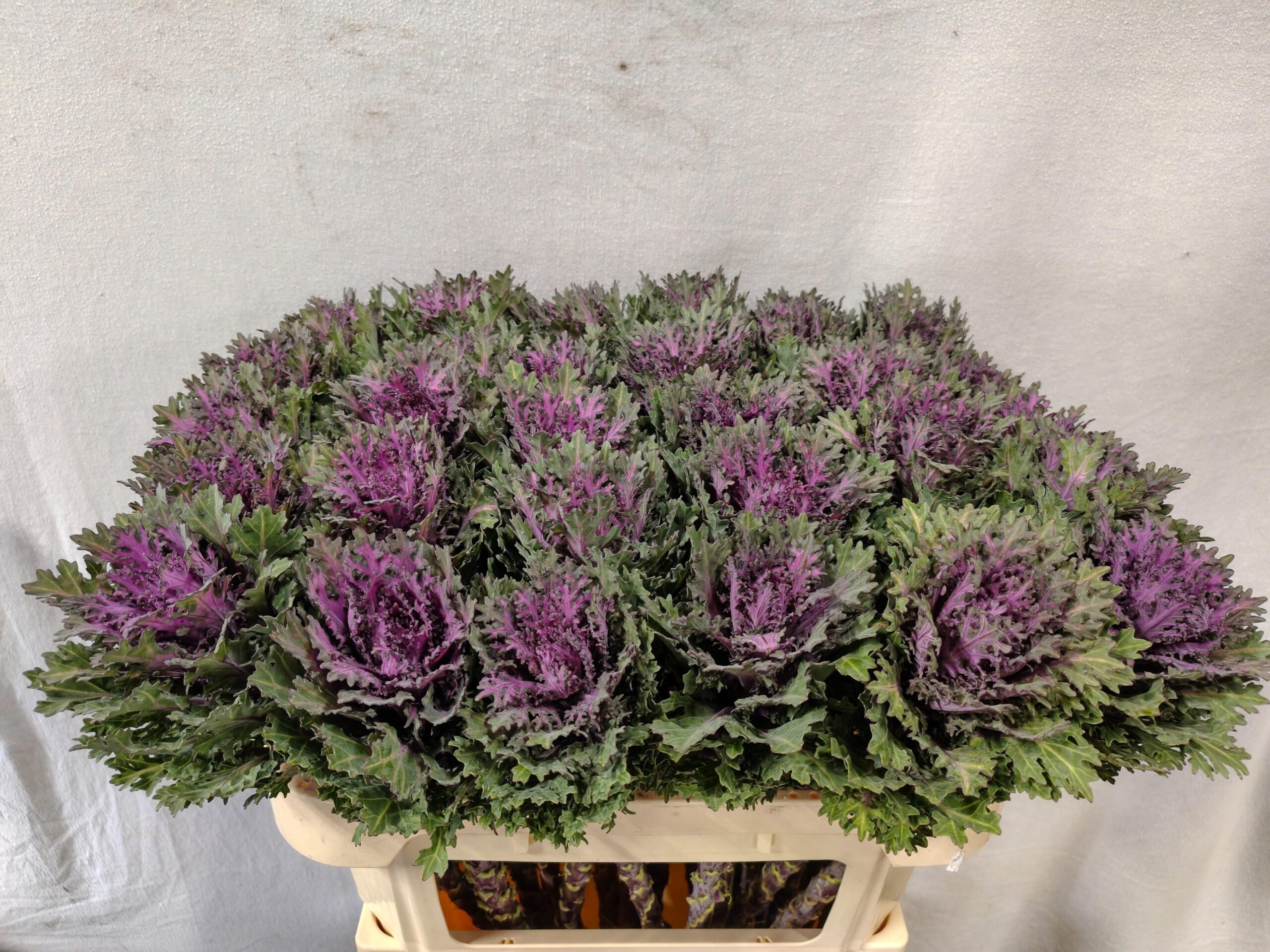 Brassica oleracea 'Crane Queen'