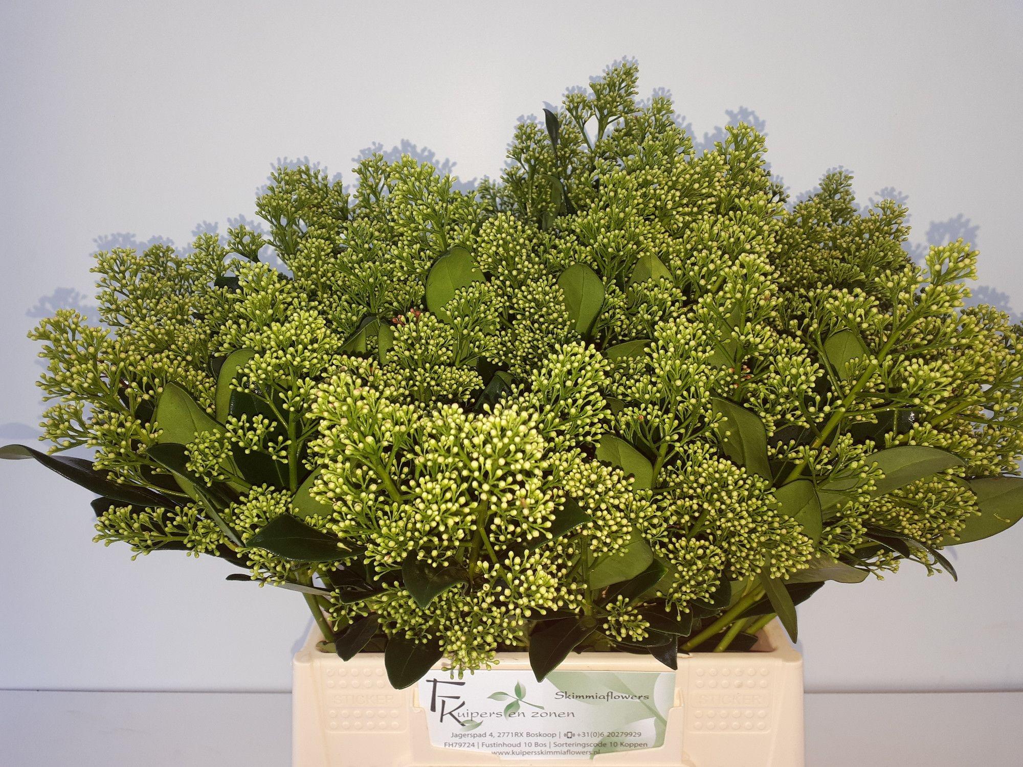 Skimmia japonica 'Yuki' per bos