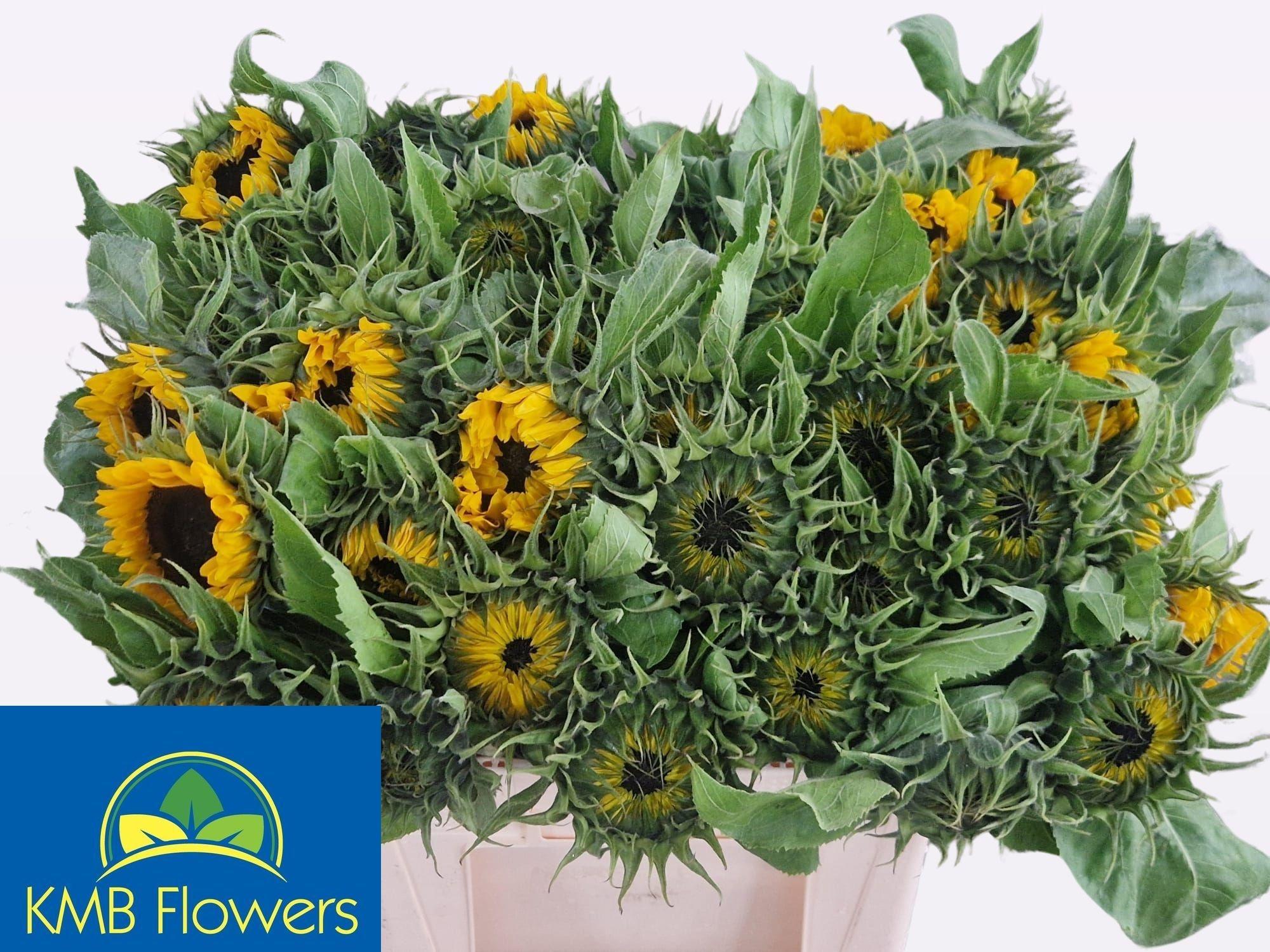 Helianthus annuus 'Sunrich Orange'