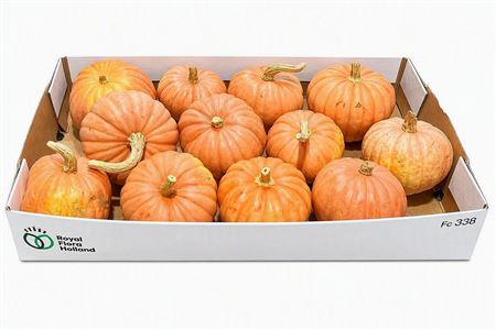 Cucurbita pepo
