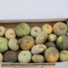 Siervruchten per stuk Cucurbita pepo 'Jarrahdale'