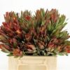 Leucadendron 'Safari Sunset'