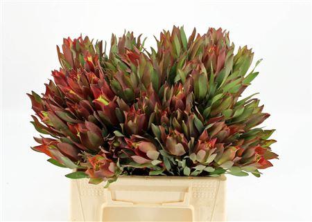 Leucadendron 'Safari Sunset'