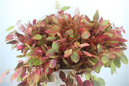 Eucalyptus polyanthemos (fruit) kleurbehandeld per bos H%
