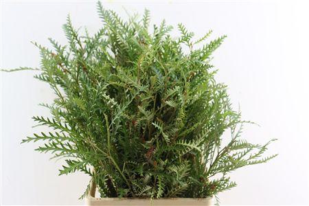 Grevillea 'Ivanhoe Bronze' per bos