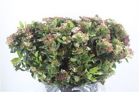 Viburnum tinus per stuk overig