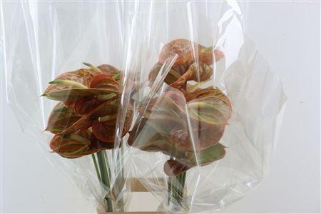 Anthurium (Andreanum Grp) Corniche