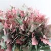 Quercus rubra kleurbehandeld H%