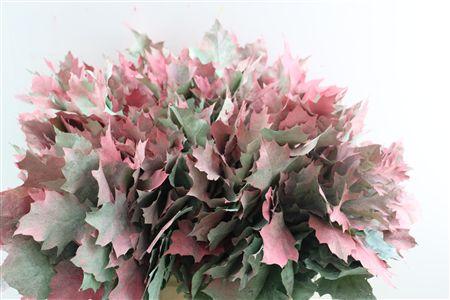 Quercus rubra kleurbehandeld H%