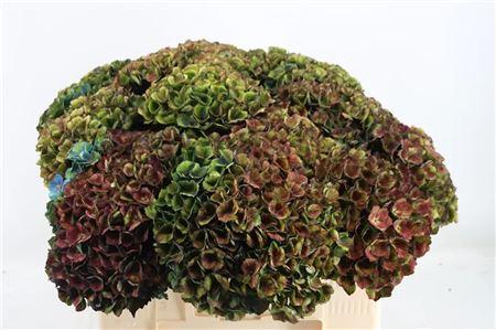 Hydrangea macrophylla Magical Charlotte