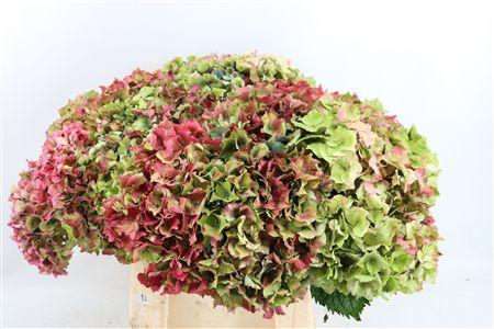 Hydrangea overig