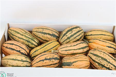 Cucurbita pepo