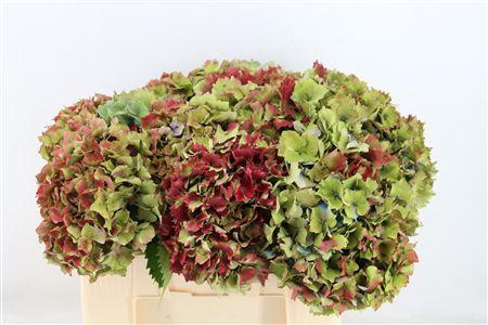Hydrangea overig
