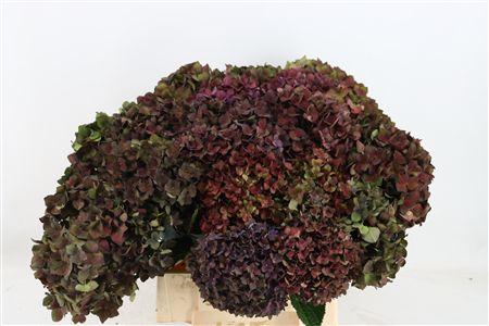 Hydrangea macrophylla Magical Chocolate (classic)