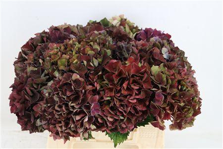 Hydrangea macrophylla Magical Crimson