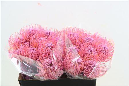 Leucospermum 'Naomi' kleurbehandeld H%