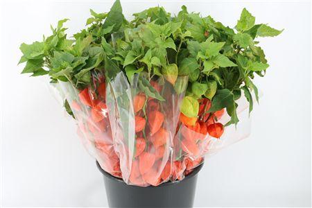 Physalis alkekengi lampion (tak)