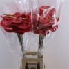 Anthurium (Andreanum Grp) Calisto