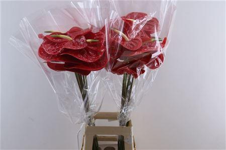 Anthurium (Andreanum Grp) Calisto
