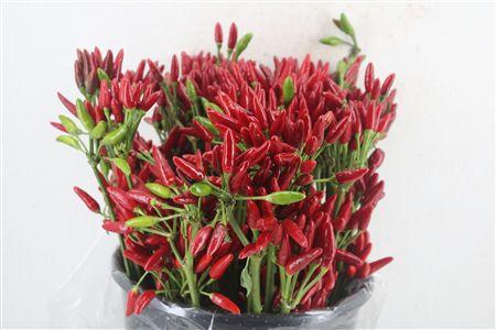 Capsicum annuum overig