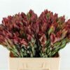 Leucadendron 'Safari Sunset'