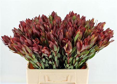 Leucadendron 'Safari Sunset'