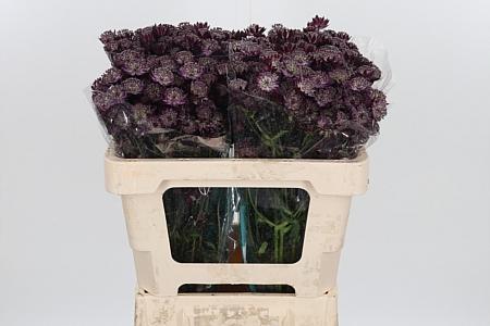 Astrantia major 'Star Of Love'
