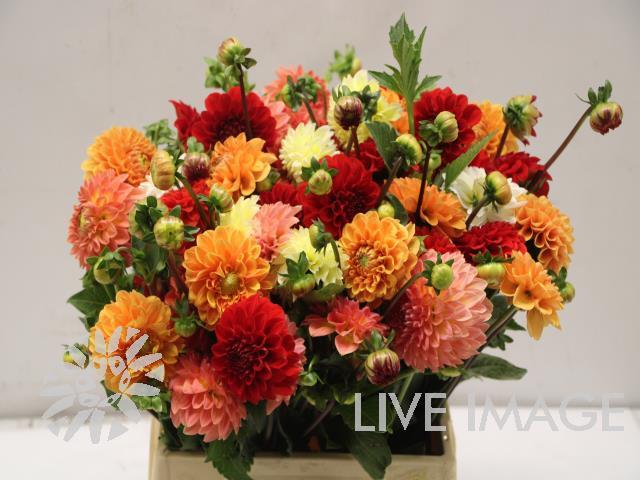 Dahlia gemengd