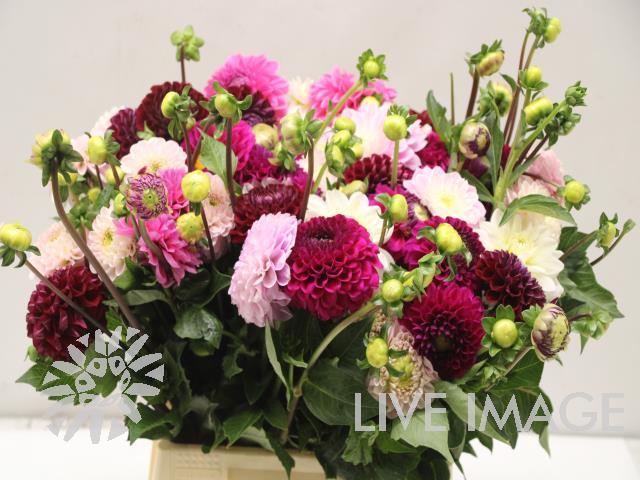 Dahlia gemengd