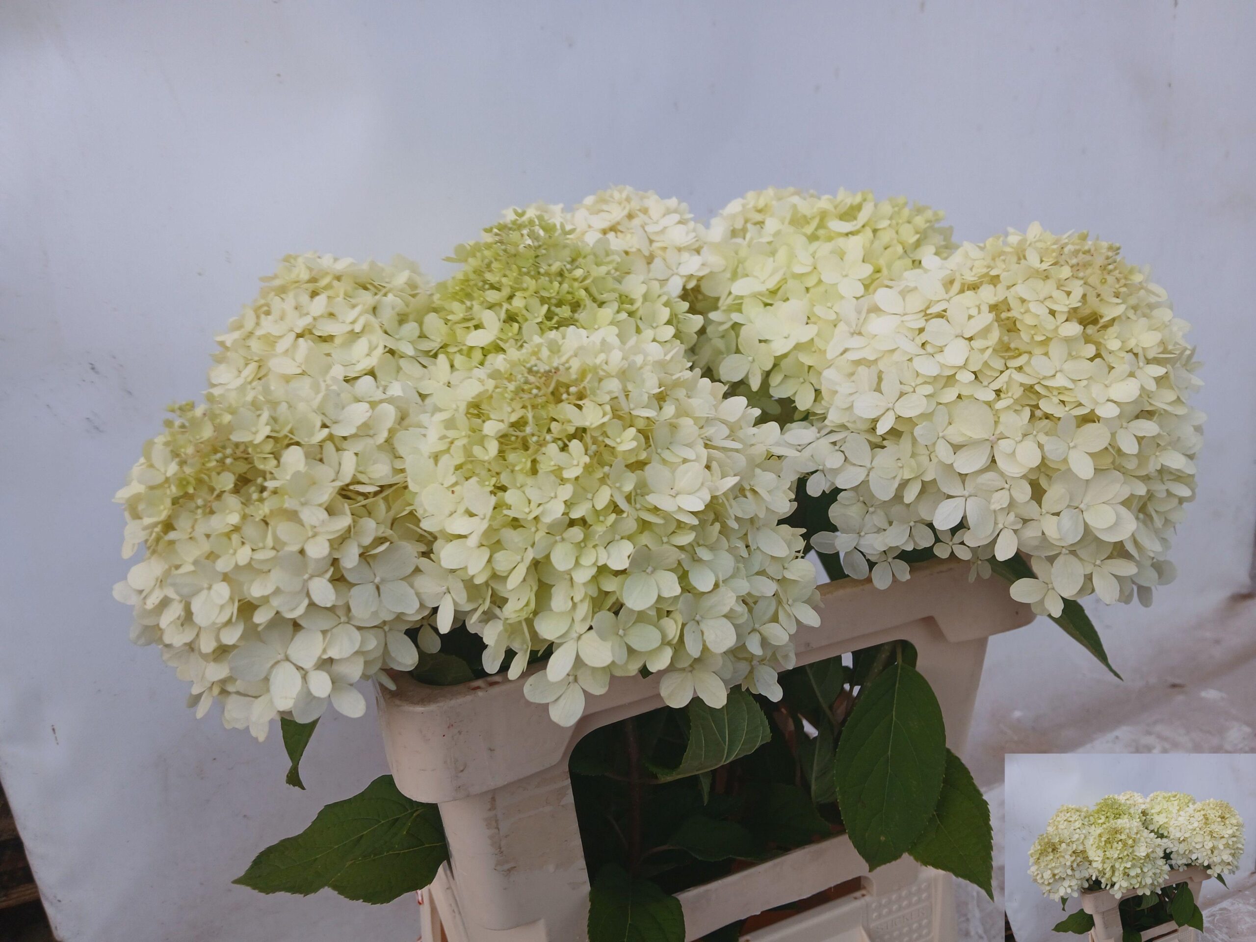 Hydrangea paniculata 'Limelight'