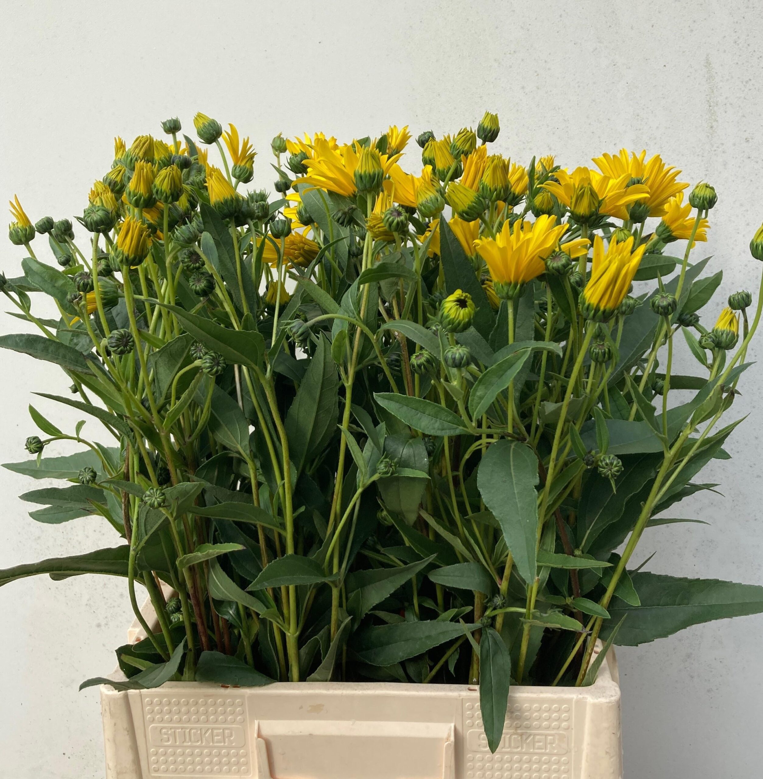 Helianthus x laetiflorus 'Semiplenus'