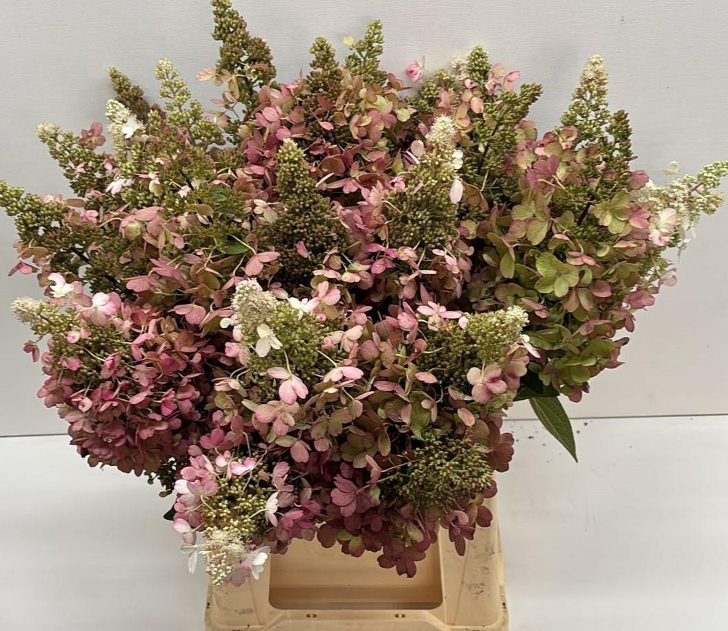 Hydrangea overig (classic)