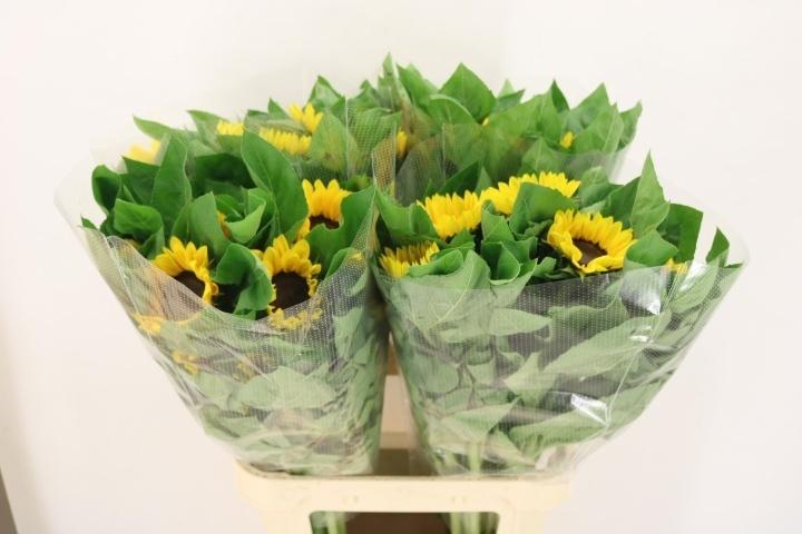 Helianthus annuus 'Vincent's Choice'