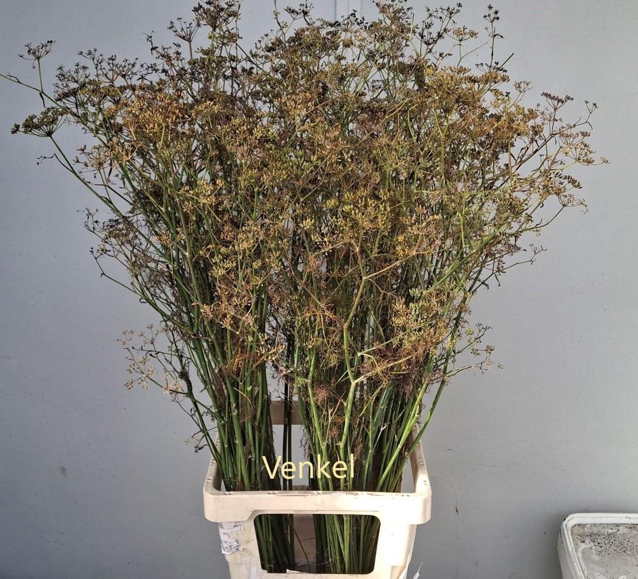 Foeniculum vulgare
