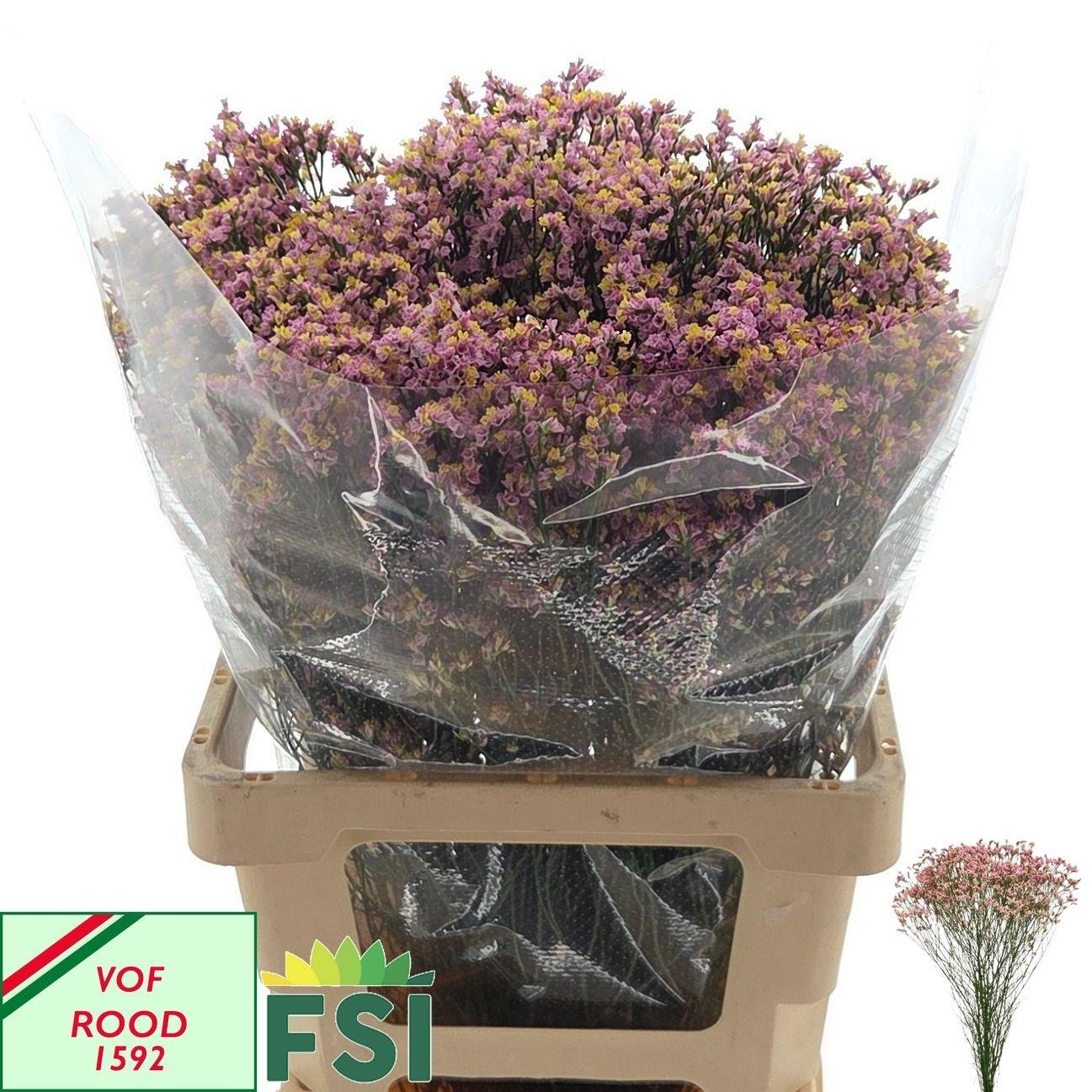 Limonium sinense Blush Diamond