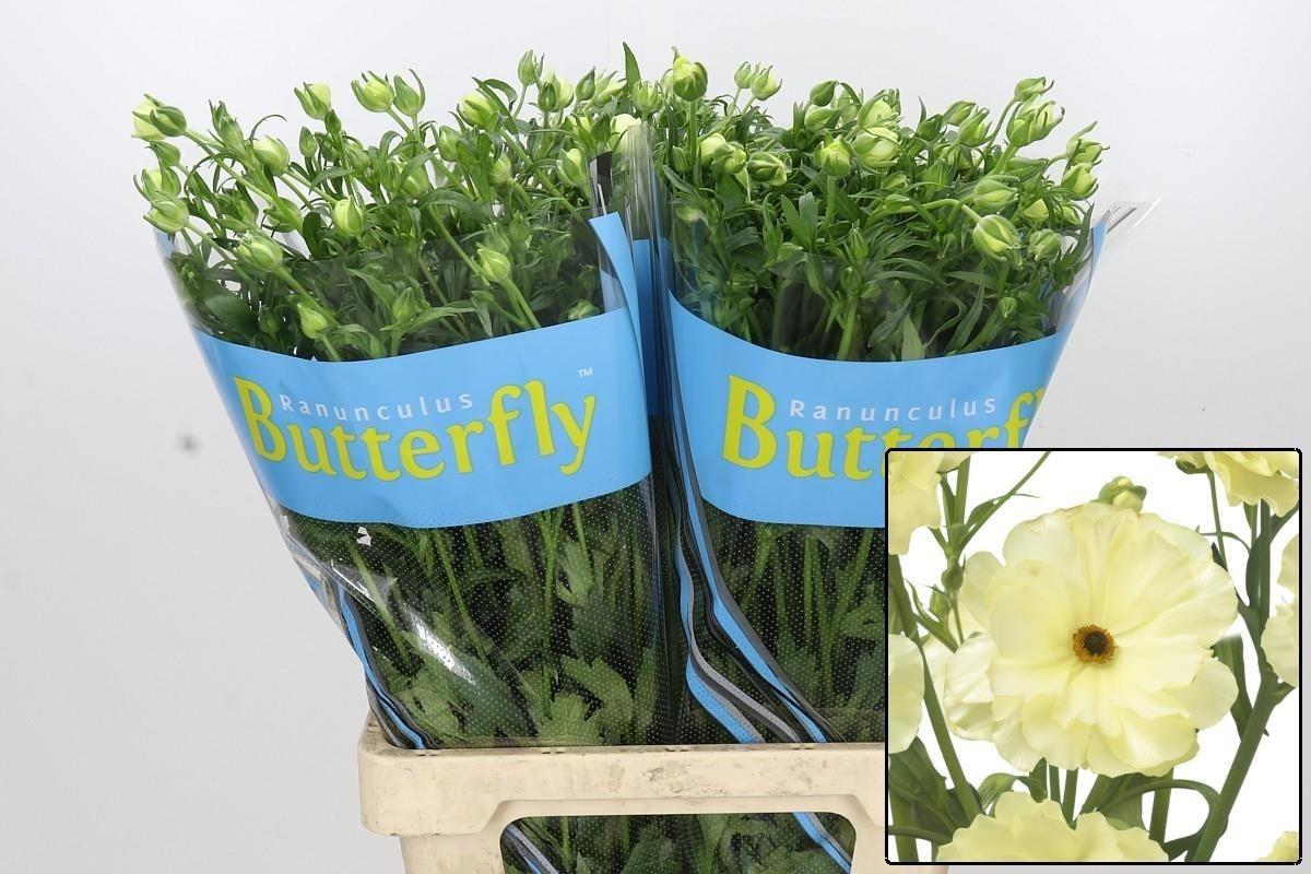 Ranunculus Butterfly Litai