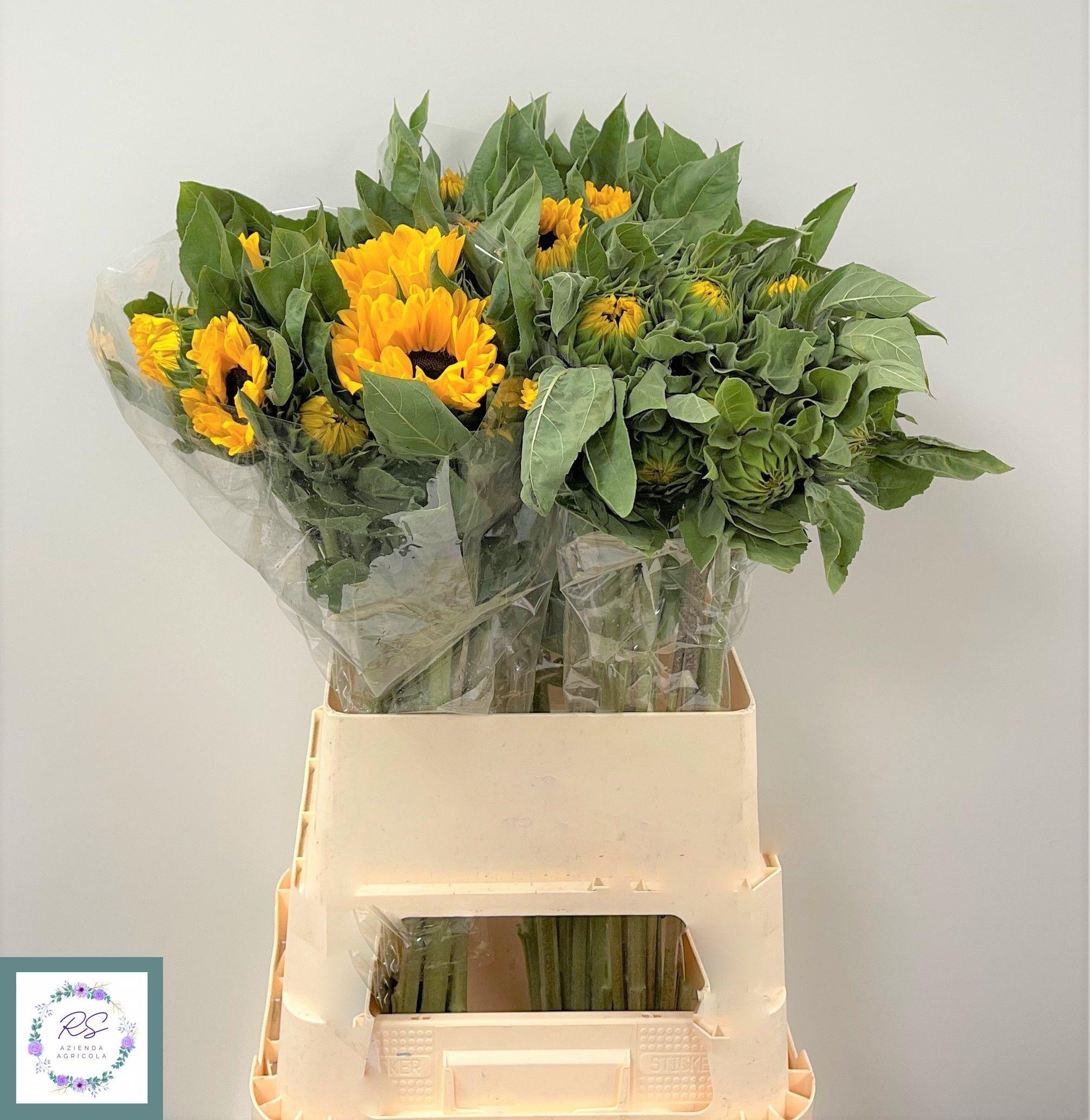 Helianthus annuus 'Vincent's Choice'